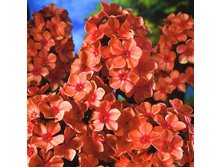 ����� Paniculata Orange Perfection