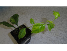 ����������� ������������� ������� Mary Palmer- 250- 300 ���.