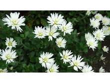 �������  ������ ��������� 3-4 �� ������ 35 �� �������� ��������