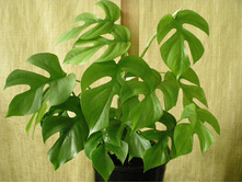 Il 570xN.1233149622 pur5.jpg