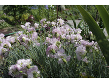 2016 ��� (49).JPG