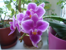 ����������� ���������� (������� ��������)