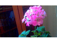 ���������� PAC Mosaic Pink