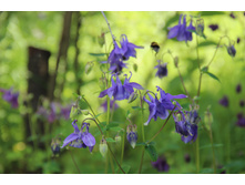 ��������� ���������� (�ϣ ����)