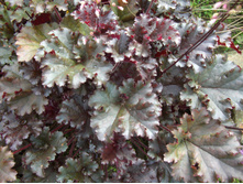 ������� ���� ������(Heuchera "Dark Secret")-100 ���.