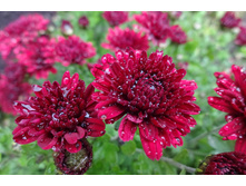 ����  ������ 4-5 �� ������ 40 �� �������� ������ - ��������