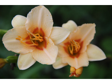 �������� (�ϣ ����)