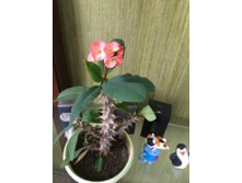 ������� ���� ���������������