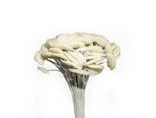 ����� �����.png