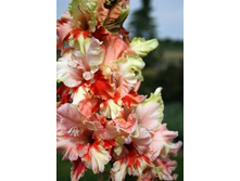 ������ ���������� 15,00