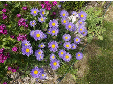 ����� ����������