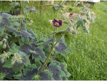 ������ �������