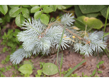 ��� ������� (�ϣ ����)