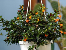 ���������� (Nematanthus) ��� ���������-