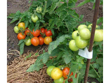 ����� ��������� - 4 ���. (0,15 ��.).jpg