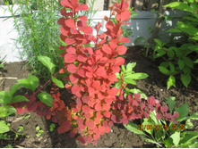 �������� ����� ����� - 200 ��� (���) 3-� ������ ����