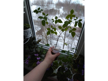 ���� ��������� ����������� ������� (���������)