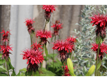 ������� ������� (�ϣ ����)