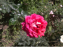 2014-07-19 11.07.00.jpg