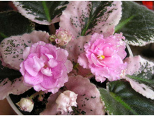 Rebel's Rose Bud