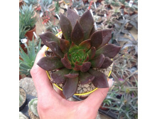 ������� ���� ����� (Echeveria black prince ) - 150 ���.