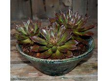 ������� ���� ����� (Echeveria black prince - ������ �������� ��������...