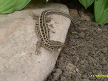 SDC16530.JPG