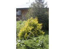 2016 ��� (73).JPG