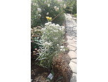 2017 ��� (90).jpg