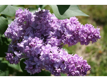 ������� ������(��������,����������) 210 + % 1��