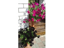 2017 ��� (110).jpg