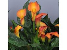 ����� ����������� ������� ��������-