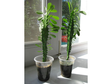 ������� ����������� .jpg