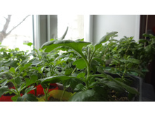 ����������� ����������� �������