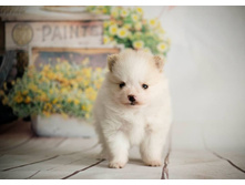 �� 28721699 1702305956557058 781702396 n.jpg