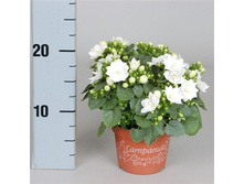 ��������� �������� ������� - Dublin White- 350- 400  ���. ���� ������ 5 ���� !!!