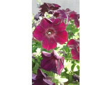 2017 ��� (115).jpg