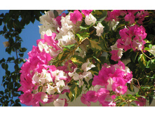 ����������� ������������� ������� Mary Palmer