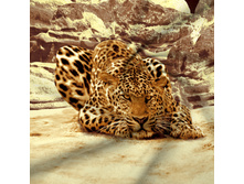 11876. ������ ������� 220 ��.jpg