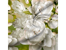 6321. �����-������ ������� 220 ��.jpg