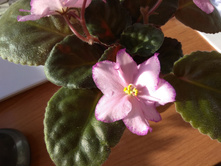 ����� (�������� ���, ������ �� Bubble Gum Charm)