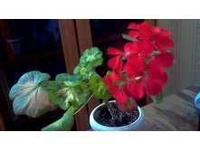 ���������� Happy Thought