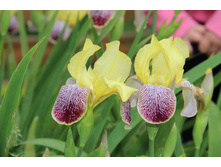 ���� ���������-�������� 30�