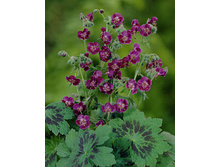 ������ �������