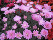 ����� ������ 6�� . ������ 35-40 �������� ��������