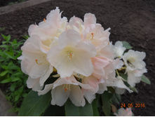 DSC02260.JPG