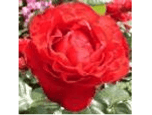 �������, ��������� (��������), 150���. (�������� 1��).bmp