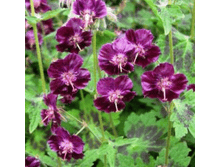 ������ �������