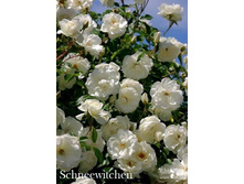 Schneewitchen, 205���. ���� (�������� 1��).jpg