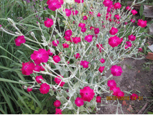 ������ ����������-60 ���